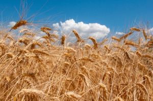 Organic grain prices skyrocket